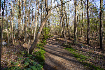 Mountain Trail with Tree Shadows