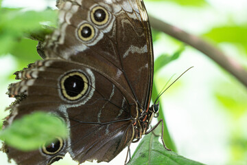butterfly on leaf
