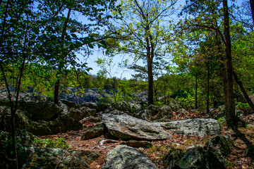 Rocky Forest Hill