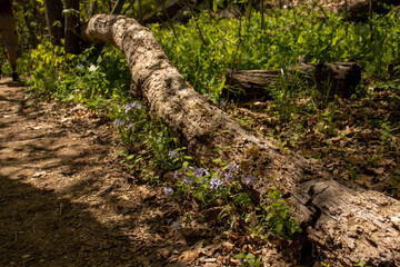 Fallen Log with Purple Flowers