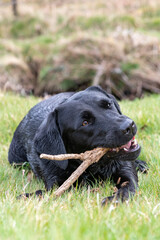 Portrait of a young black Labrador chewing a stick