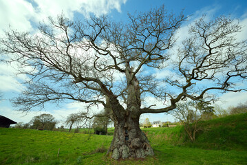 vieil arbre