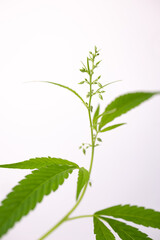 green marijuana bush on a white background