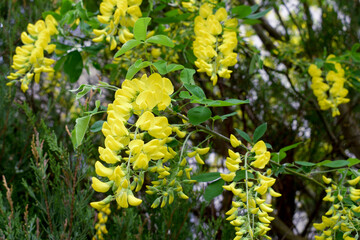 Żółty kwiat podobny do akacji zwisający z krzewu. Drobne liście i drobne żółte kwiaty.  - obrazy, fototapety, plakaty