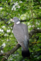 Close-up portrait of a bird. Wood pigeon on a pear branch in the garden. Spring. May