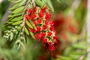 floraison de rince-bouteille