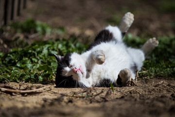 Fototapeta premium a stray cat is trying to find food