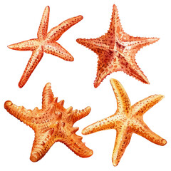 Set starfish on an isolated white background. Watercolor hand drawing illustration © Hanna