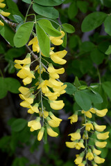 Żółty kwiat podobny do akacji zwisający z krzewu. Drobne liście i drobne żółte kwiaty.  - obrazy, fototapety, plakaty