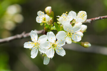 Prunus cerasus, of the family Rosaceae. Central Russia.