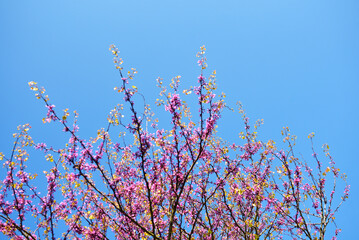 fleurs de cerisier