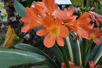 Fototapeta premium Orange-yellow flower