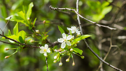 Prunus cerasus, of the family Rosaceae. Central Russia.