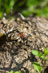 The firebug (lat. Pyrrhocoris apterus), of the family Pyrrhocoridae. Central Russia.