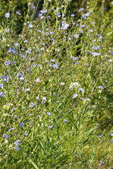 Fototapeta premium Closeup of blue common chicory flowers with selective focus on foreground