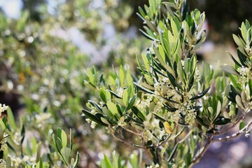 Olive tree flowering in spring time