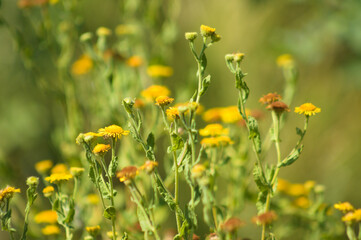 Closeup of yellow common fleabane flowers with selective focus on foreground