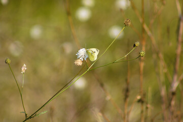 Closeup of cabbage butterfly on small scabious flower with selective focus on foreground