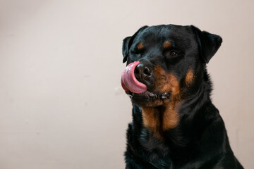 Fototapeta premium A beautiful portrait of a black rottweiler pet taken in a studio with a stunning shiny coat looking for treats and being inquisitive with his tongue sticking out. Showing the pet love and family bond