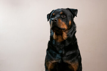 A beautiful portrait of a black rottweiler pet taken in a studio with a stunning shiny coat looking for treats  and being inquisitive. Showing the pet love and family bond