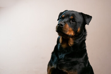 A beautiful portrait of a black rottweiler pet taken in a studio with a stunning shiny coat looking...