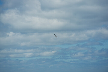 Fototapeta premium mouette en vol