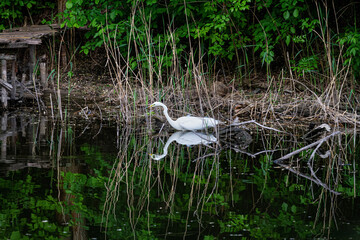 Great white heron swims on the river