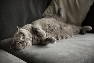 Relaxed British short hair cat lies on a grey couch with her back leg up in the air and her front paws together looking at the camera in a house in Edinburgh, Scotland, UK