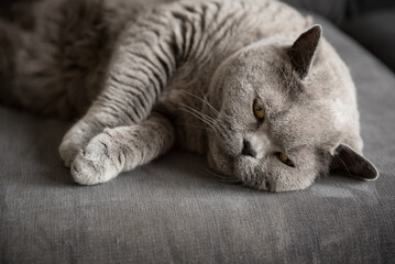 Close up of a sleepy British short hair cat lies on a grey couch with her eyes almost closed while napping in a house Edinburgh, Scotland, UK