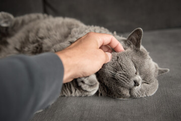 Close up of a man’s hand stroking a sleepy British short hair cat’s round cheek as she lies on a grey couch with her eyes closed in a house in Edinburgh, Scotland, UK