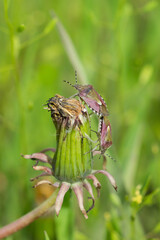 Dolycoris baccarum, of the family Pentatomidae, on the common dandelion's seedhead (lat. Taraxacum officinale), of the family Asteraceae. Central Russia.