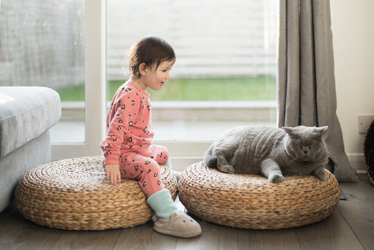 A toddler wearing pink pyjamas, long socks and slippers sits on a wicker stool and looks at her British Short Hair cat sat next to a her in a house in Edinburgh, Scotland, UK