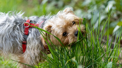 Adorable portrait of a young blond Yorkshire Terrier dog, chewing grass