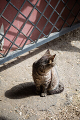 Photo an old tabby cat in the stable