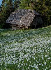 Daffodil flower in the evening sunlight