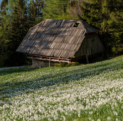 Daffodil flower in the evening sunlight