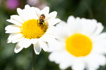 Bee on a Susanna Mitchell Marguerite Daisy (Anthemis)