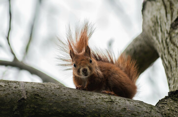 Squirrel on wallnut 