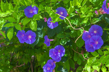Ipomoea indica flowers