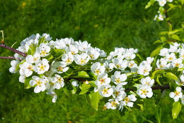 Blossoming pear on a green background, white flowers on a tree. Spring blossom background.