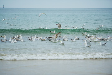 groupe de mouettes