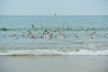 groupe de mouettes