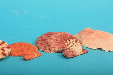 Fototapeta premium sea shells