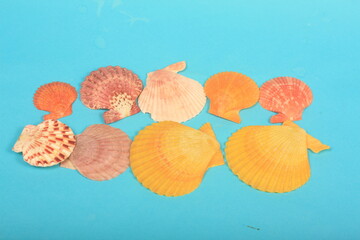 Fototapeta premium sea shells