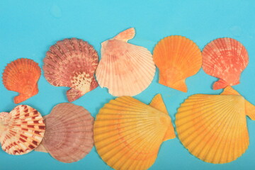 sea shells