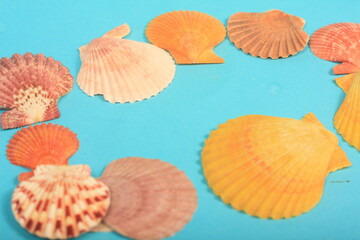 sea shells