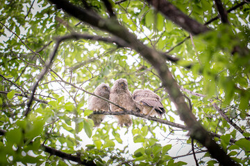北海道の初夏、トラフズクの兄弟。
