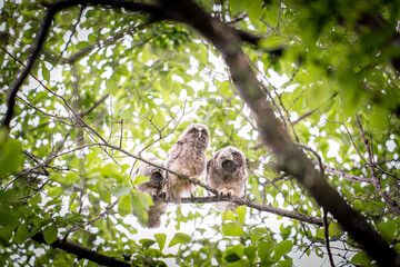 北海道の初夏、トラフズクの兄弟。
