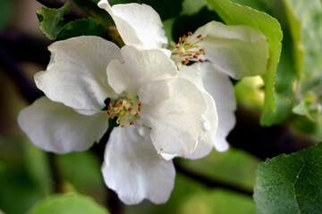 Obraz premium Kwiat jabłoni dzikiej ukryty między liśćmi. Biały duży kwiat drzewa owocowego.