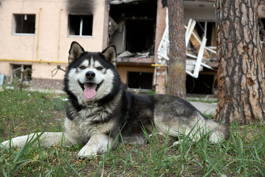 Husky dog lies in Ukraine in the city of Irpen. An abandoned dog. High quality photo
